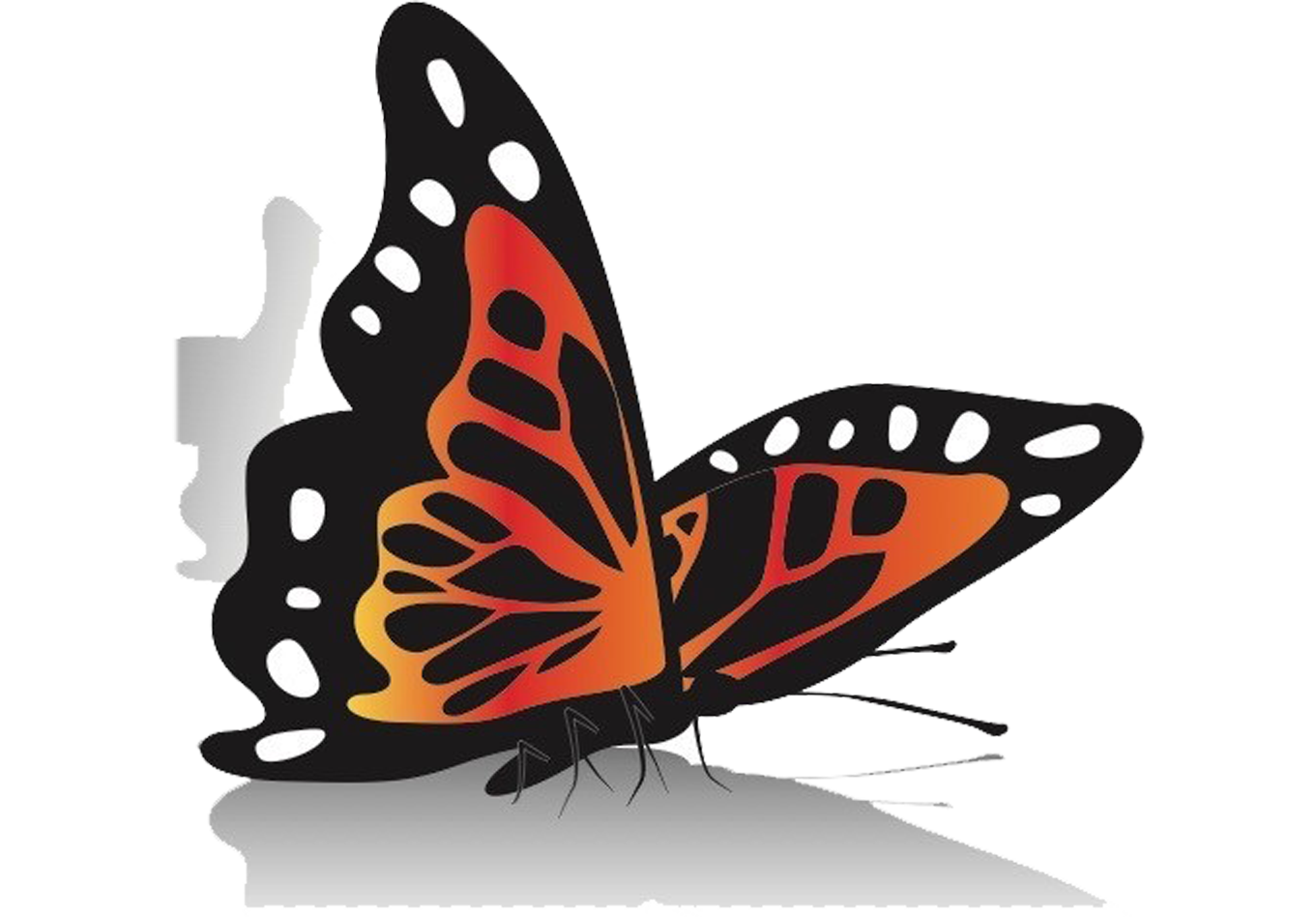 Schmetterling Transparent